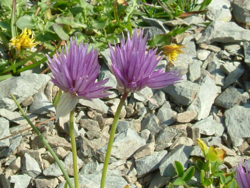 Allium schoenoprasum / Aglio ungherese, Erba cipollina